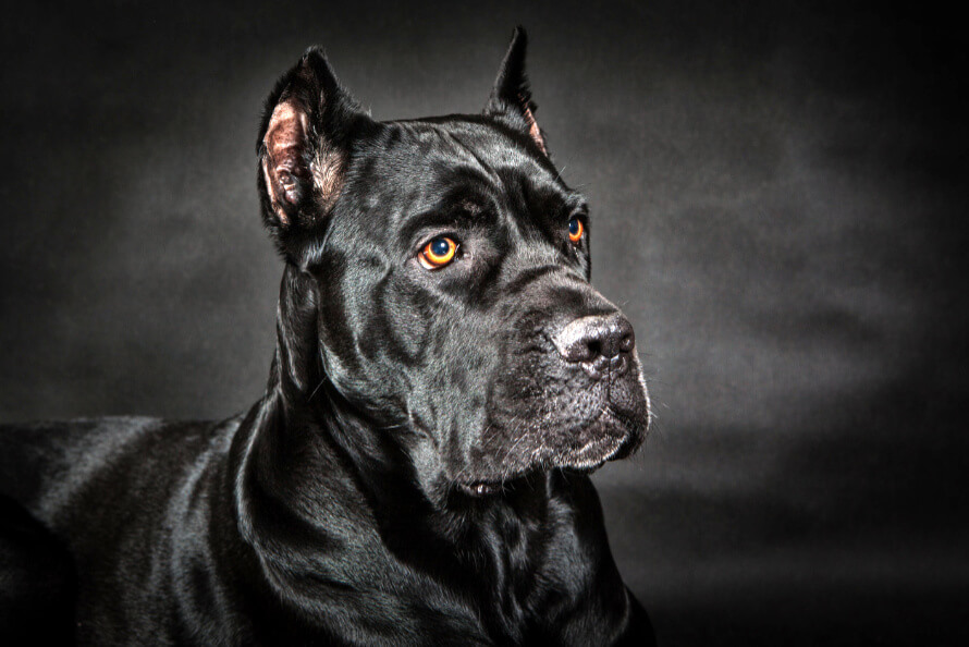 Cane Corso